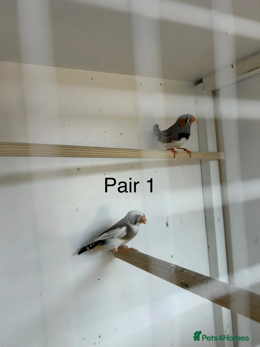 Finches birds for sale: Zebra finch breeding pairs  - Advert 2