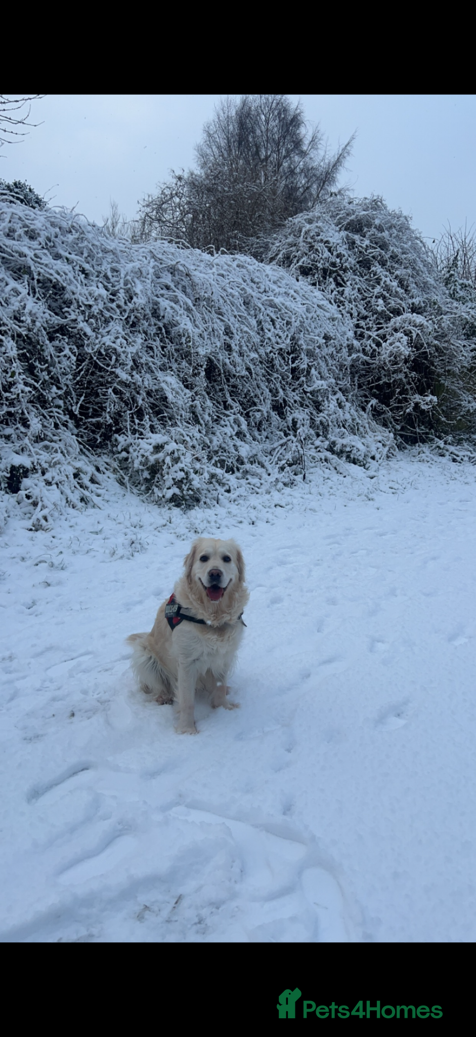 Golden Retriever dogs Raven - Advert 7
