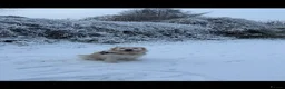 Golden Retriever dogs for sale: Raven - Advert 1
