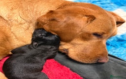 Labrador Retriever dogs for sale: Beautiful Labrador puppies for sale  - Image 12