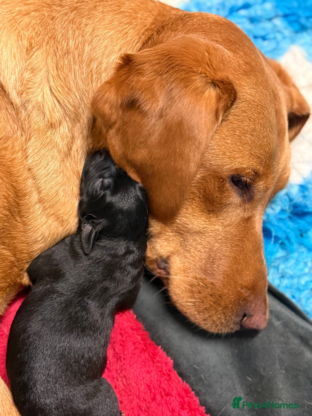 Labrador Retriever dogs for sale: Beautiful Labrador puppies for sale  - Image 12