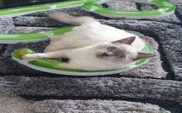 Ragdoll cats for sale: Blue Point Ragdoll - Image 6