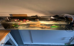 Other/Mixed Breed fish for sale: Male Map Turtle & 12 Fish with full setup - Image 3