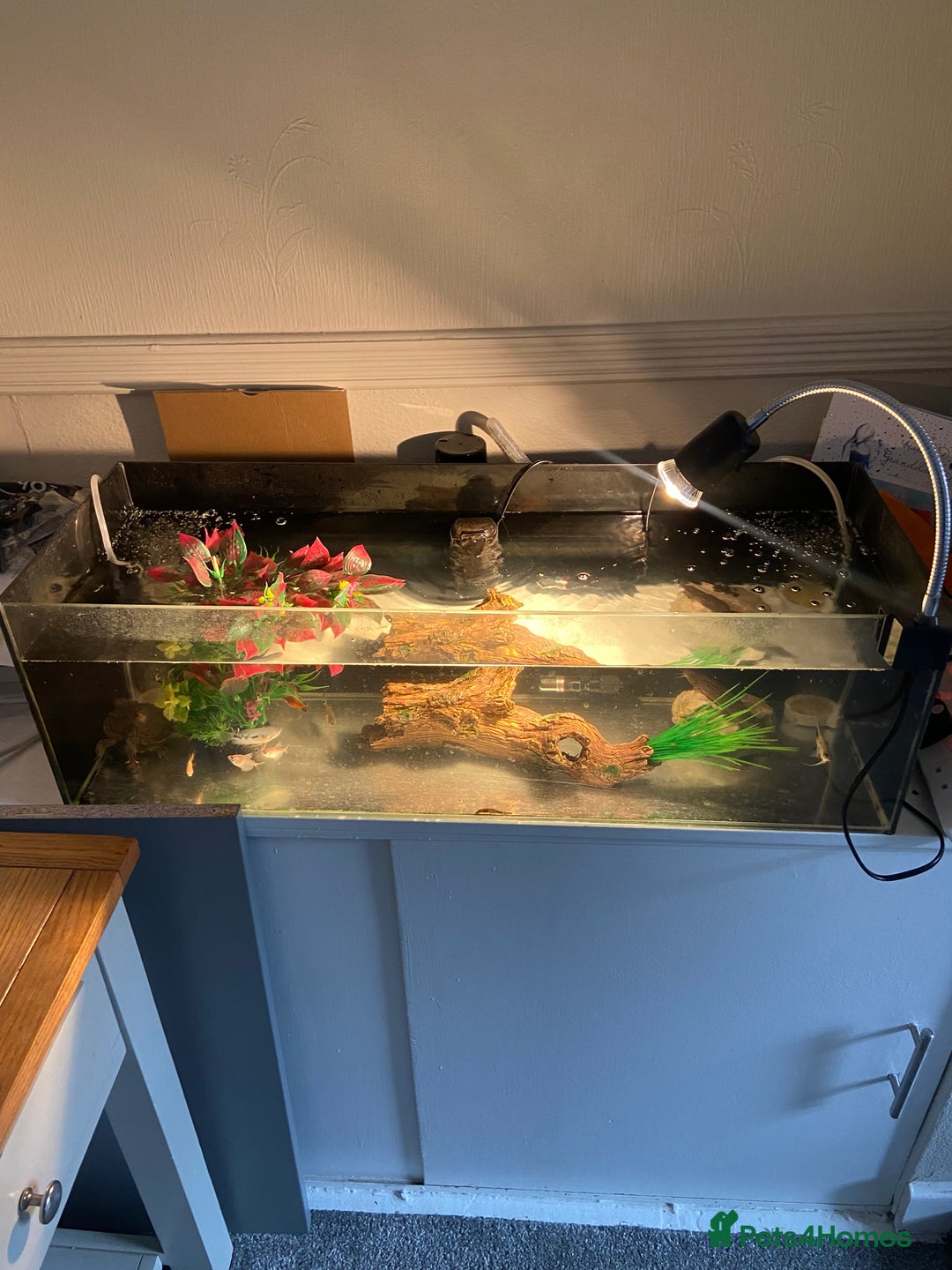 Other/Mixed Breed fish for sale: Male Map Turtle & 12 Fish with full setup - Image 3