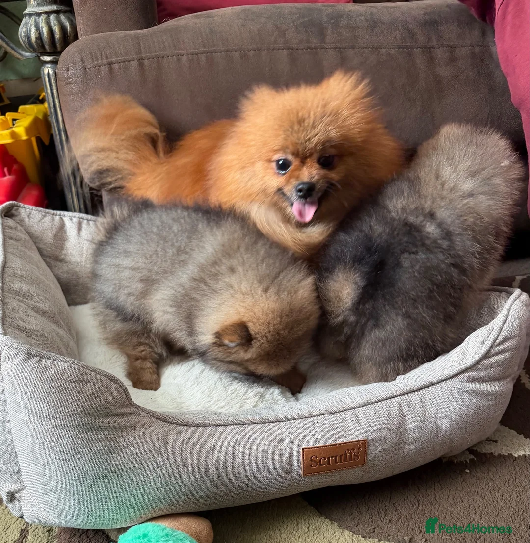 Pomeranian dogs for sale: Two Exquisite Pomeranian Puppies  in Ammanford - Advert 2