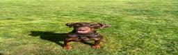 Dobermann dogs for sale: Top quality doberman  - Advert 2
