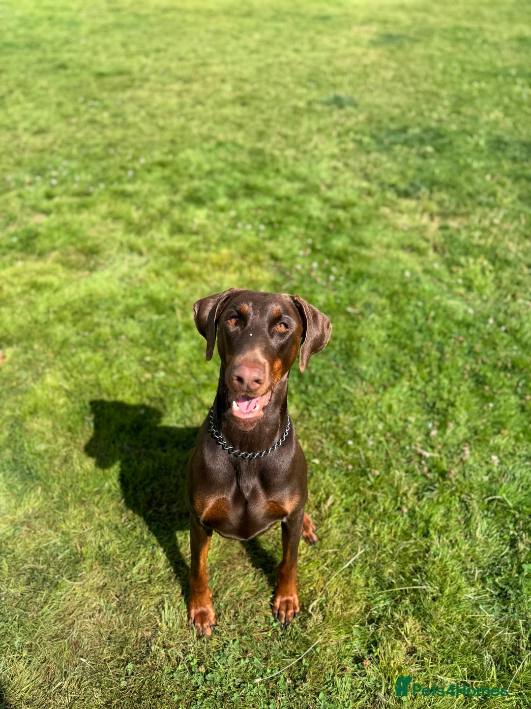 Dobermann dogs for sale: Top quality doberman  - Advert 4