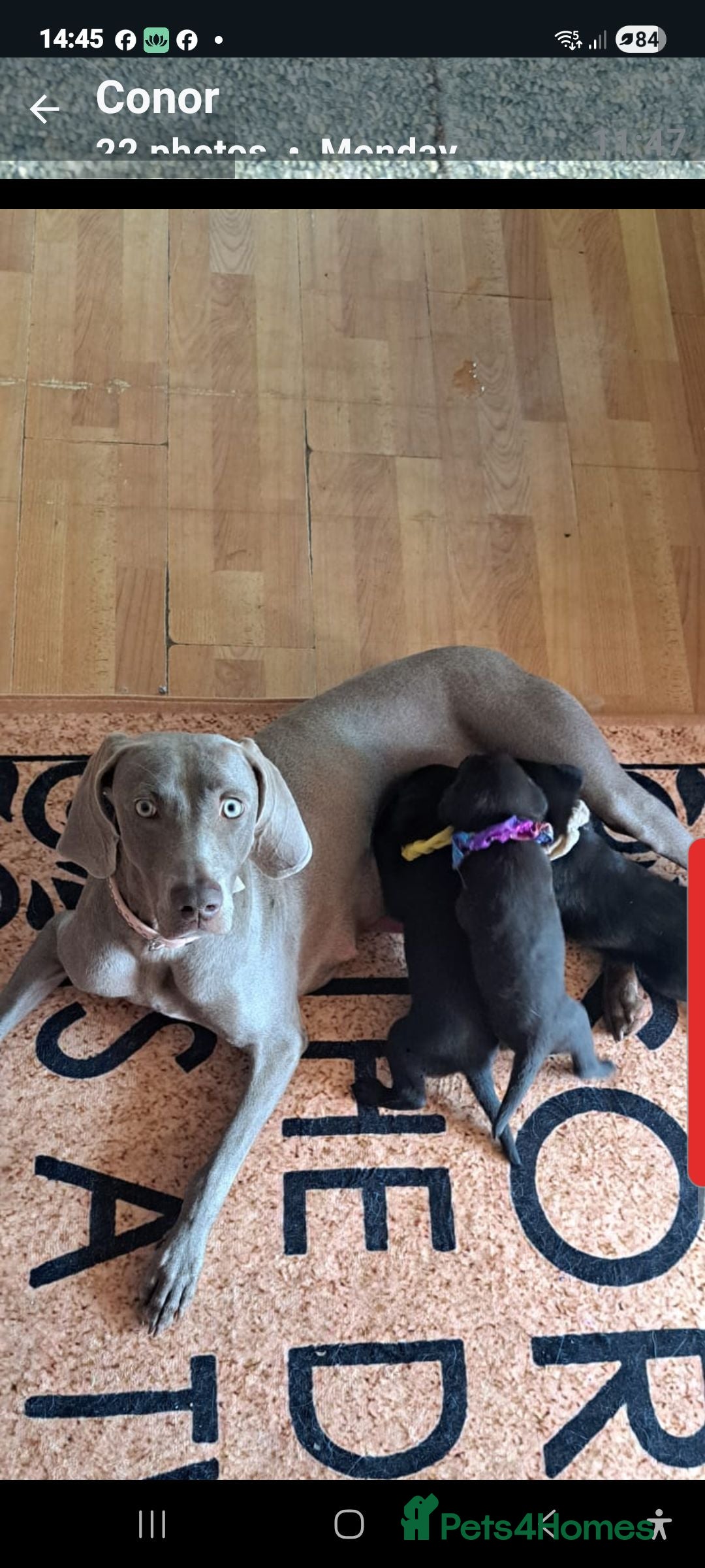 Mixed Breed dogs for sale: Weimaraner German Shepherd  - Image 5