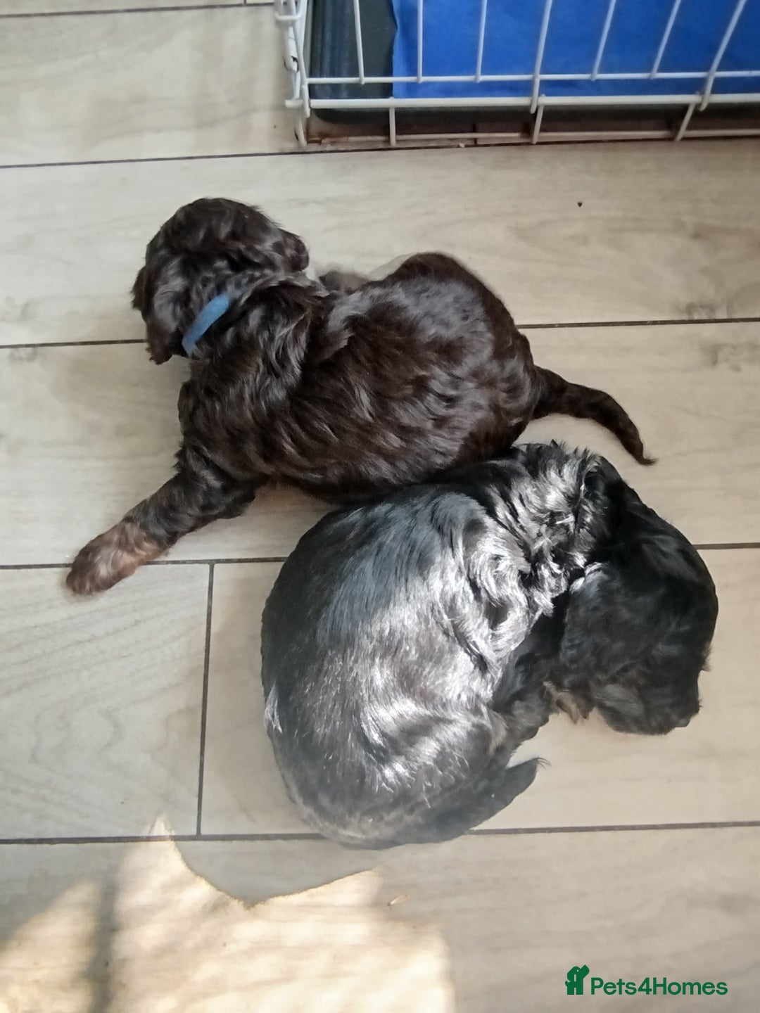 Cockapoo dogs for sale: Stunning cockapoo puppies  - Image 16