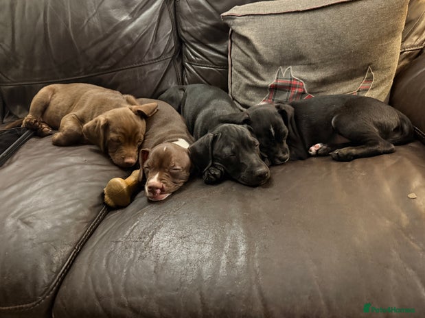 Mixed Breed dogs - Advert 2