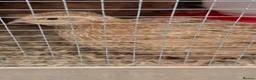 Quail poultry for sale: Hatching eggs sparkly and glitters  - Advert 9