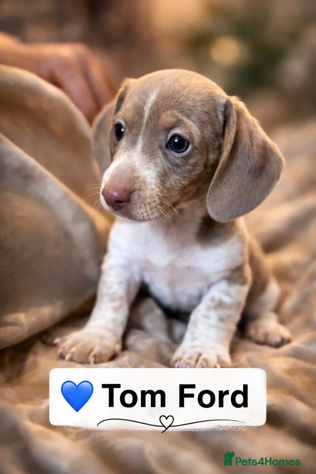 Miniature Dachshund dogs for sale: Beautiful litter of piebald puppies - Advert 3