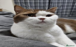 British Shorthair cats for sale: 🐾 British Shorthair Kittens – Ready Now 🐾 - Image 7