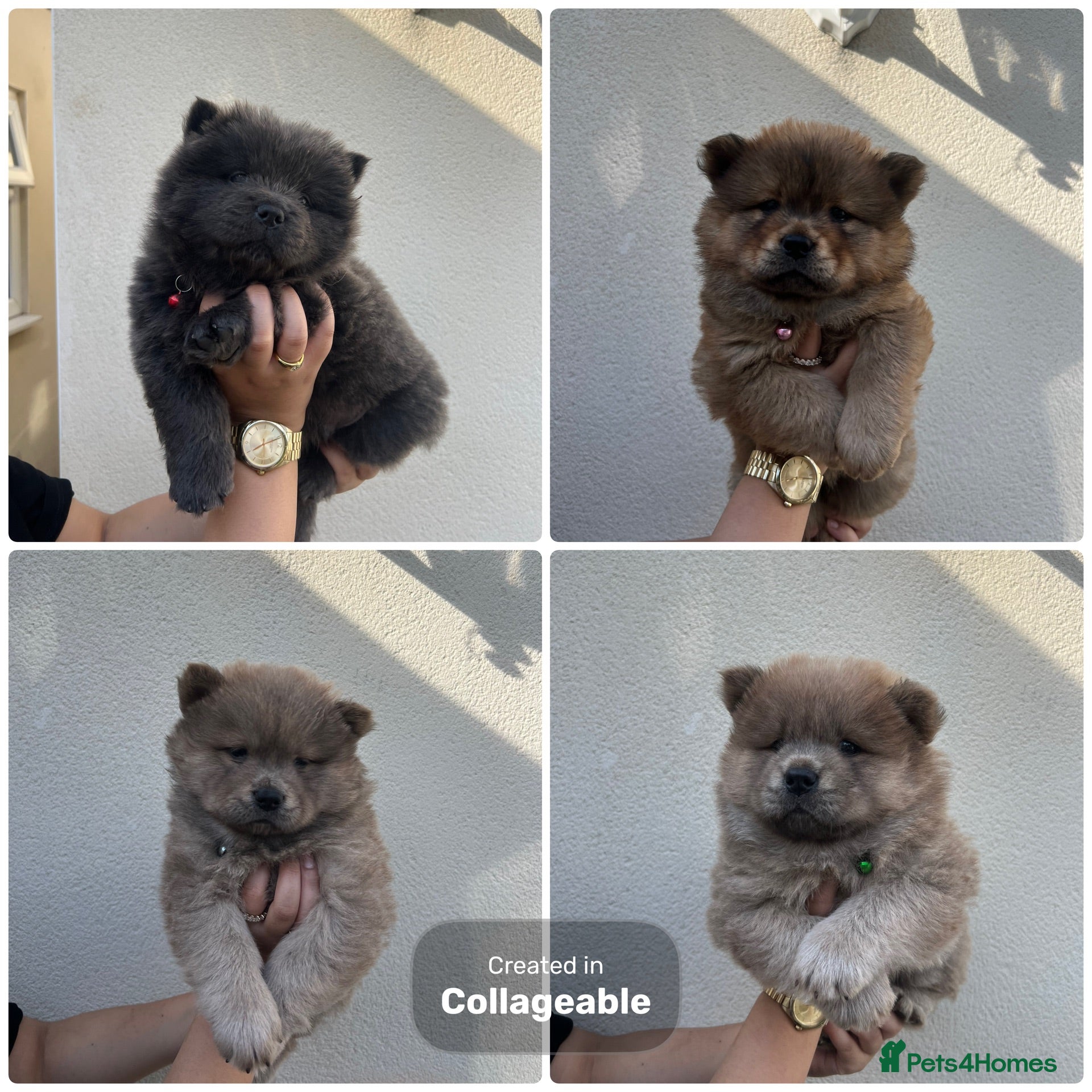 Chow Chow dogs Ready to Leave! 4 Beautiful Chow Chows 💙🩷 - Advert 1