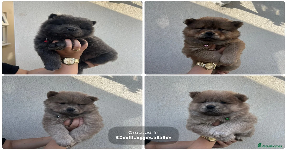 brown-chocolate-chow-chow-puppies-for-sale-pets4homes