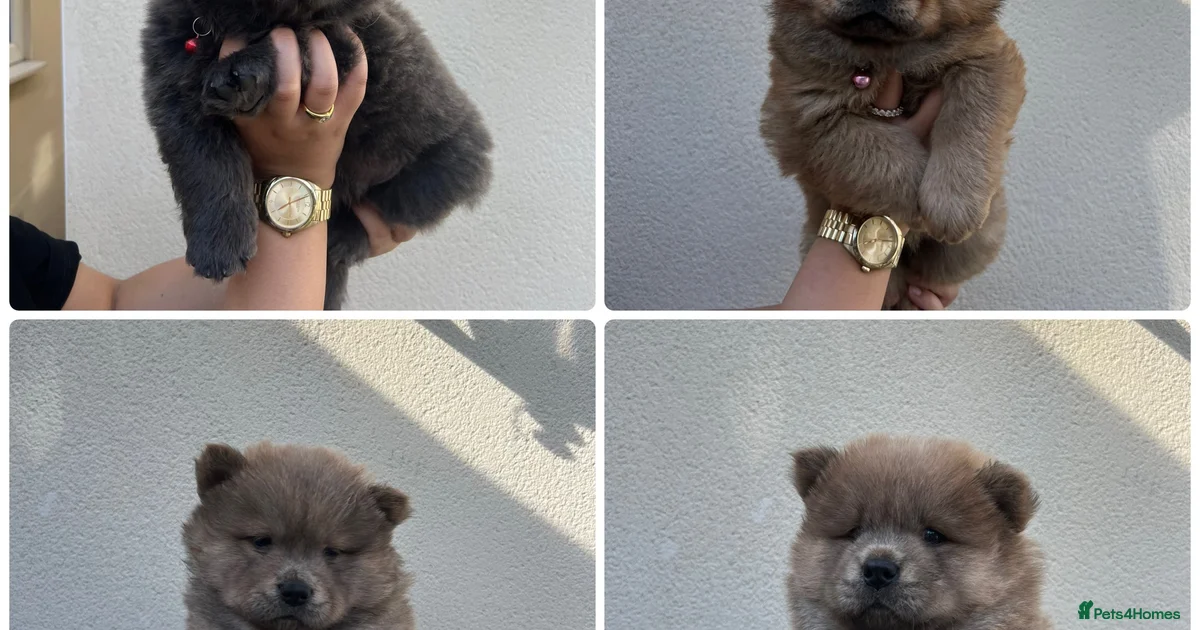 Brown Chocolate Chow Chow Puppies For Sale Pets4Homes brown-chocolate-chow-chow-puppies-for-sale-pets4homes