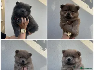 Chow Chow dogs 2 Beautiful Male Chow Chows 💙Ready to Leave! - Advert 1