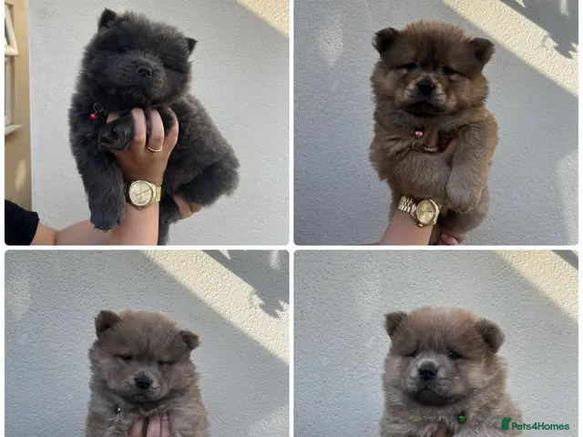 Chow Chow dogs for sale: 2 Beautiful Male Chow Chows 💙Ready to Leave! - Advert 1