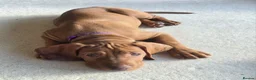 Hungarian Vizsla dogs for sale: Hungarian Vizsla Female, exceptional pedigree - Advert 7
