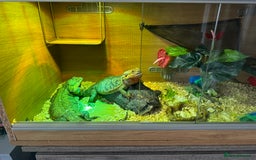 Bearded Dragon reptiles for sale: Two mature female breaded dragons.  - Image 2