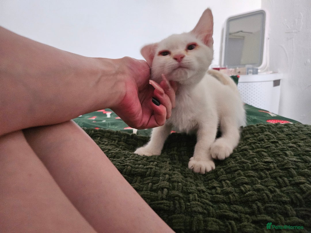 Mixed Breed cats for sale: White kitten  - Image 3