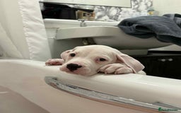 American Bulldog dogs for sale: Female American bulldog - Image 3