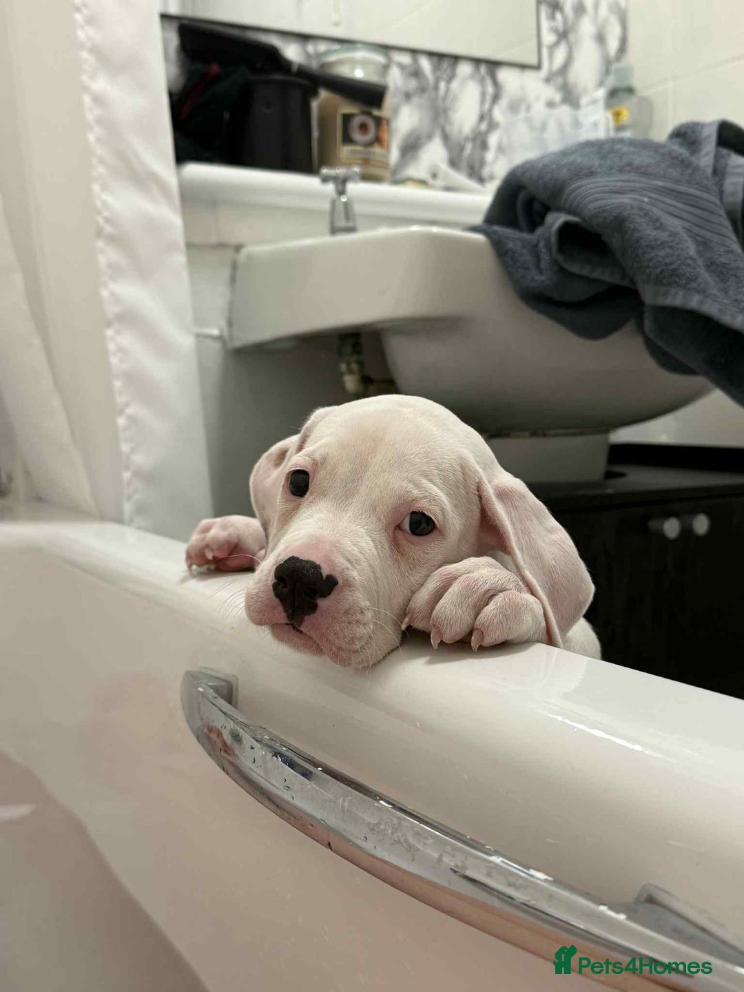 American Bulldog dogs for sale: Female American bulldog - Image 3