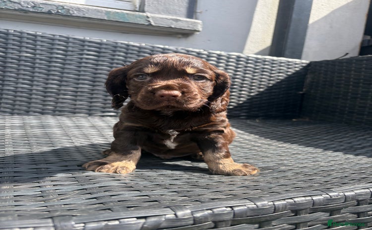 Cocker Spaniel dogs - Advert 9