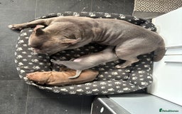 American Bully dogs for sale: American Micro Bully. Ready to go.  - Image 11