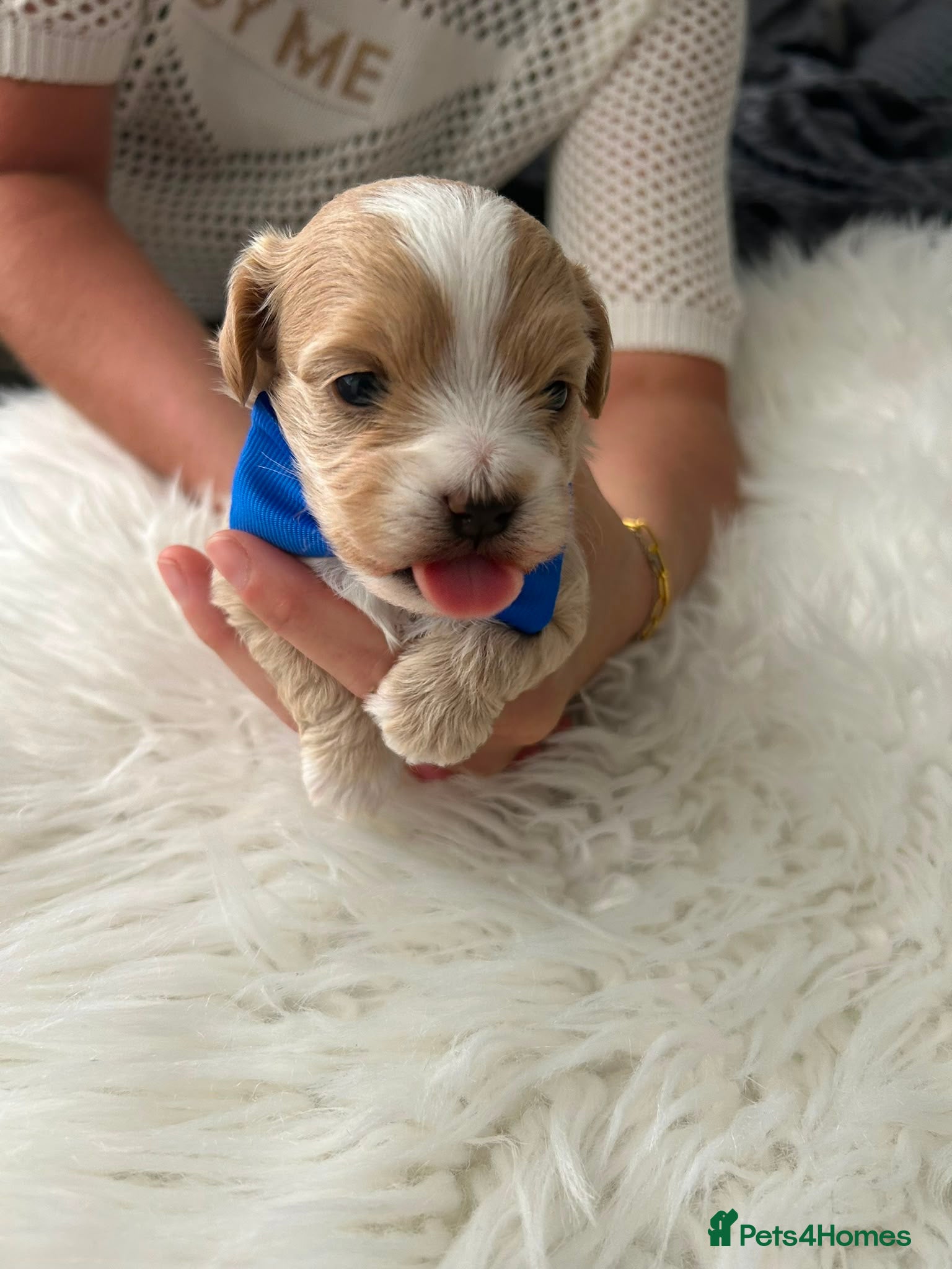 Maltipoo dogs ⭐Tiny Maltipoo Puppies |Maltese x Asian Toy Poodle - Advert 2