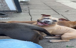 American Bully dogs for sale: Pocket bully pup - Image 7