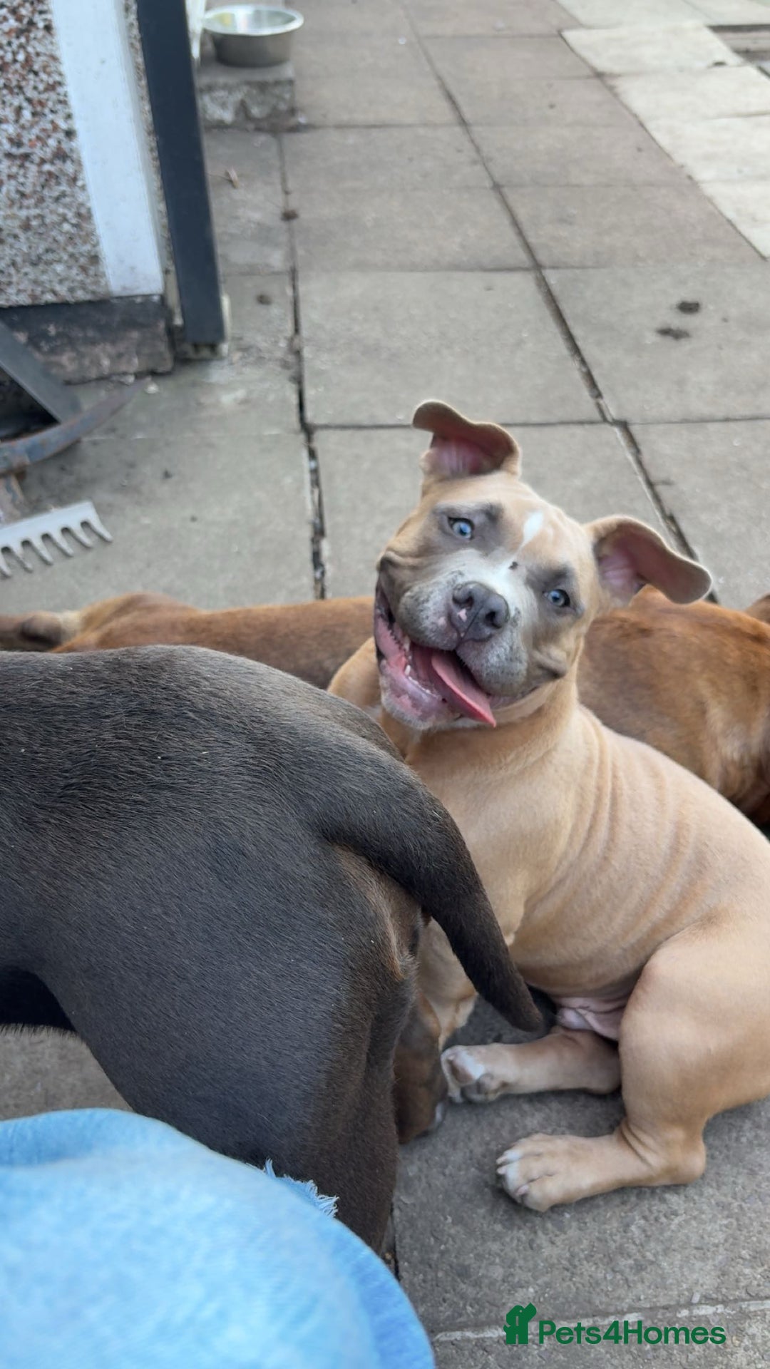 American Bully dogs for sale: Pocket bully pup - Image 7