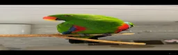 Parrots birds for sale: Silly tame, healthy Eclectus boy - Advert 13