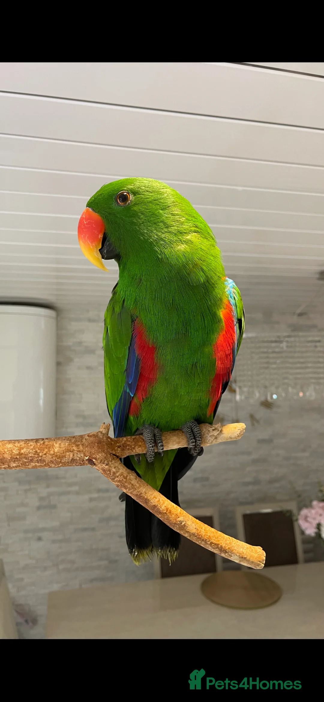 Parrots birds for sale: Silly tame, healthy Eclectus boy - Advert 13