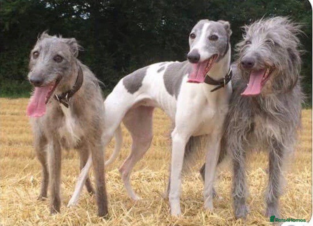 Mixed Breed dogs for sale: Bedlington whippet puppies  - Advert 17