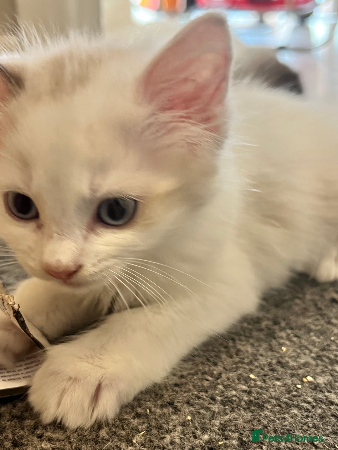 Ragdoll cats for sale: Ragdoll Kittens - Image 4