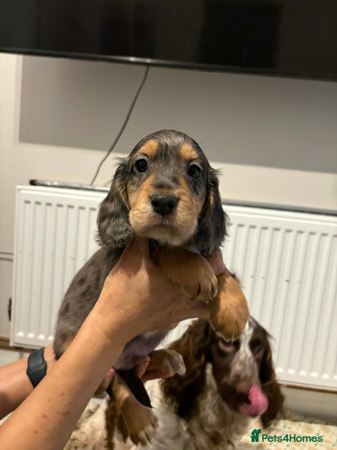 Cocker Spaniel dogs for sale: KC reg parents DNA health tested “show type”   - Advert 17