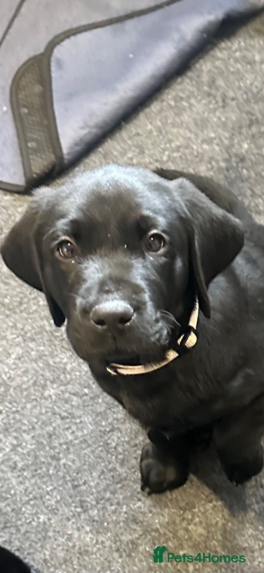Labrador Retriever dogs Chunky Working Labrador Puppies  - Advert 2