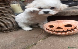 Bichon Frise dogs for sale: KC Bichon frise puppies - Image 5