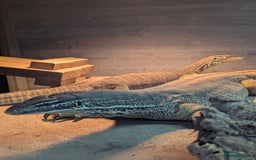 Monitor reptiles for sale: CB25 Argus Monitors (yellow spotted monitor) - Image 4