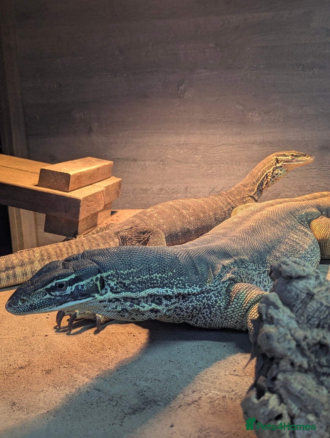 Monitor reptiles for sale: CB25 Argus Monitors (yellow spotted monitor) - Image 4