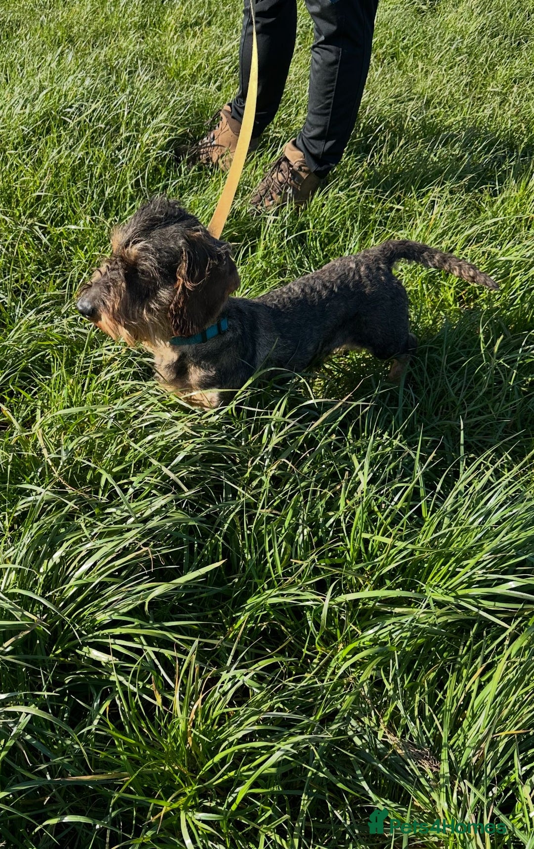 Dachshund dogs for sale: Dachshund male - Advert 4