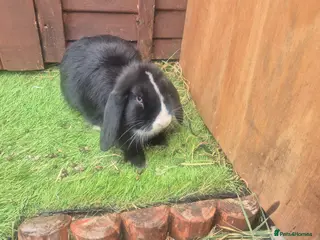 Mixed Breed rabbits for sale: Mix bunnies - Advert 2