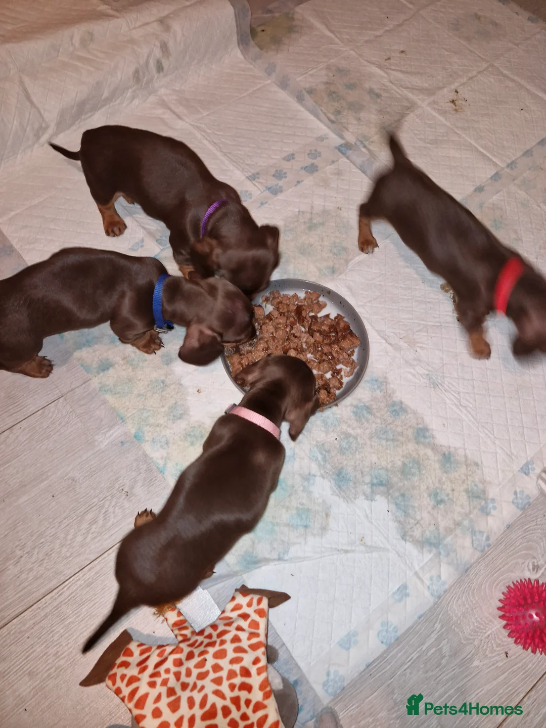 Dachshund dogs for sale: Miniature dashound  - Advert 2