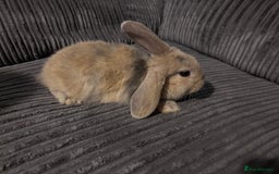 Mini Lop rabbits for sale: Mini lop rabbits - Image 6