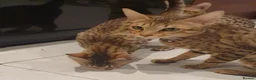 Savannah cats for sale: 3 beautilful F5 Savannah kittens - Advert 20