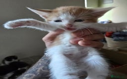 Domestic Shorthair cats for sale: Kittens  - Image 5