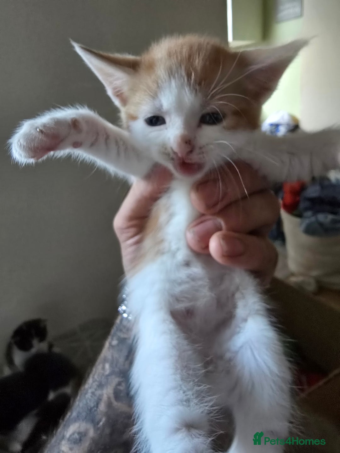 Domestic Shorthair cats for sale: Kittens  - Image 5