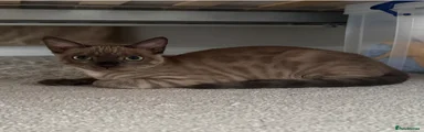 Bengal 2