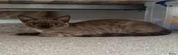 Bengal cats for sale: Beautiful Health Tested Bengals in Kidderminster - Advert 12